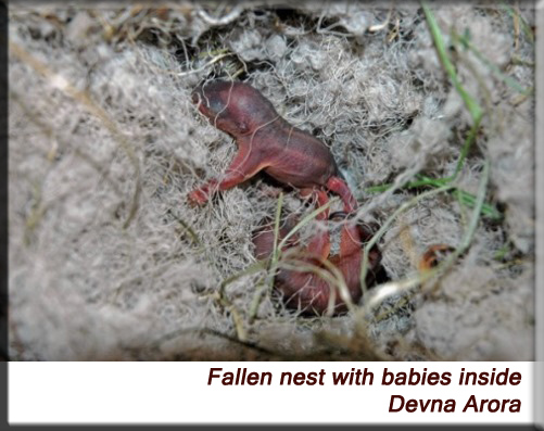 Devna Arora - Fallen nest with babies